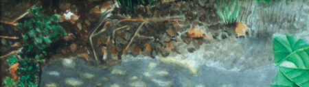 Detail of leaf litter.
