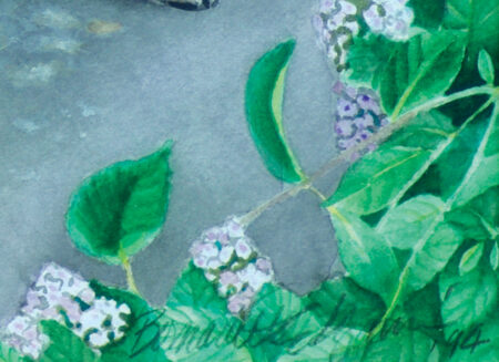 Detail of the hydrangeas on the patio.