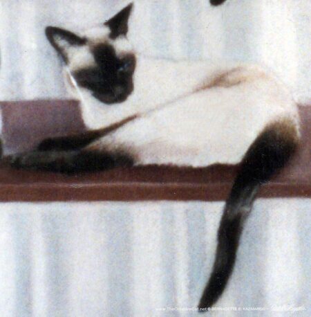 Siamese